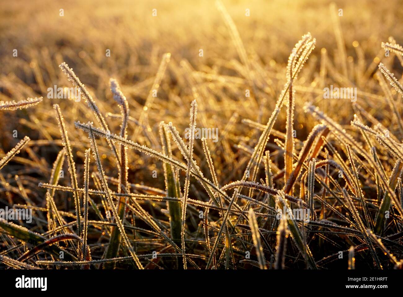 Frost on the grass. Ice crystals on meadow grass close up. Nature ...