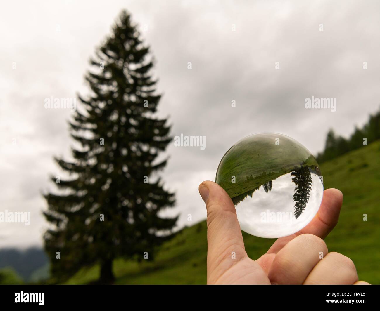 Large old solitaire spruce on a pasture in the alps, cloudy day in summer near Windischgarsten (Austria), hand holding glass sphere Stock Photo