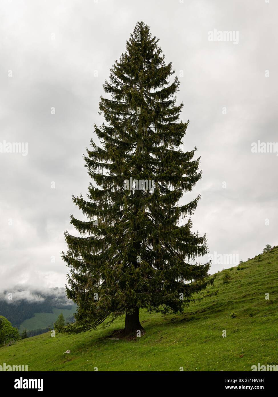 Large old spruce on a pasture in the alps, cloudy day in summer near Windischgarsten (Austria) Stock Photo