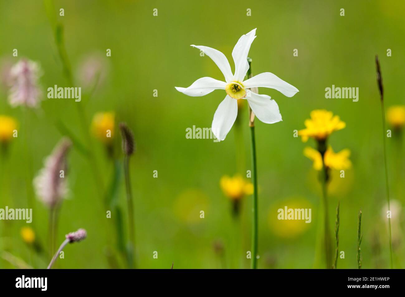 Flowering narcissus (Narcissus radiiflorus) growing in a meadow on a cloudy day in summer, Austrian alps Stock Photo