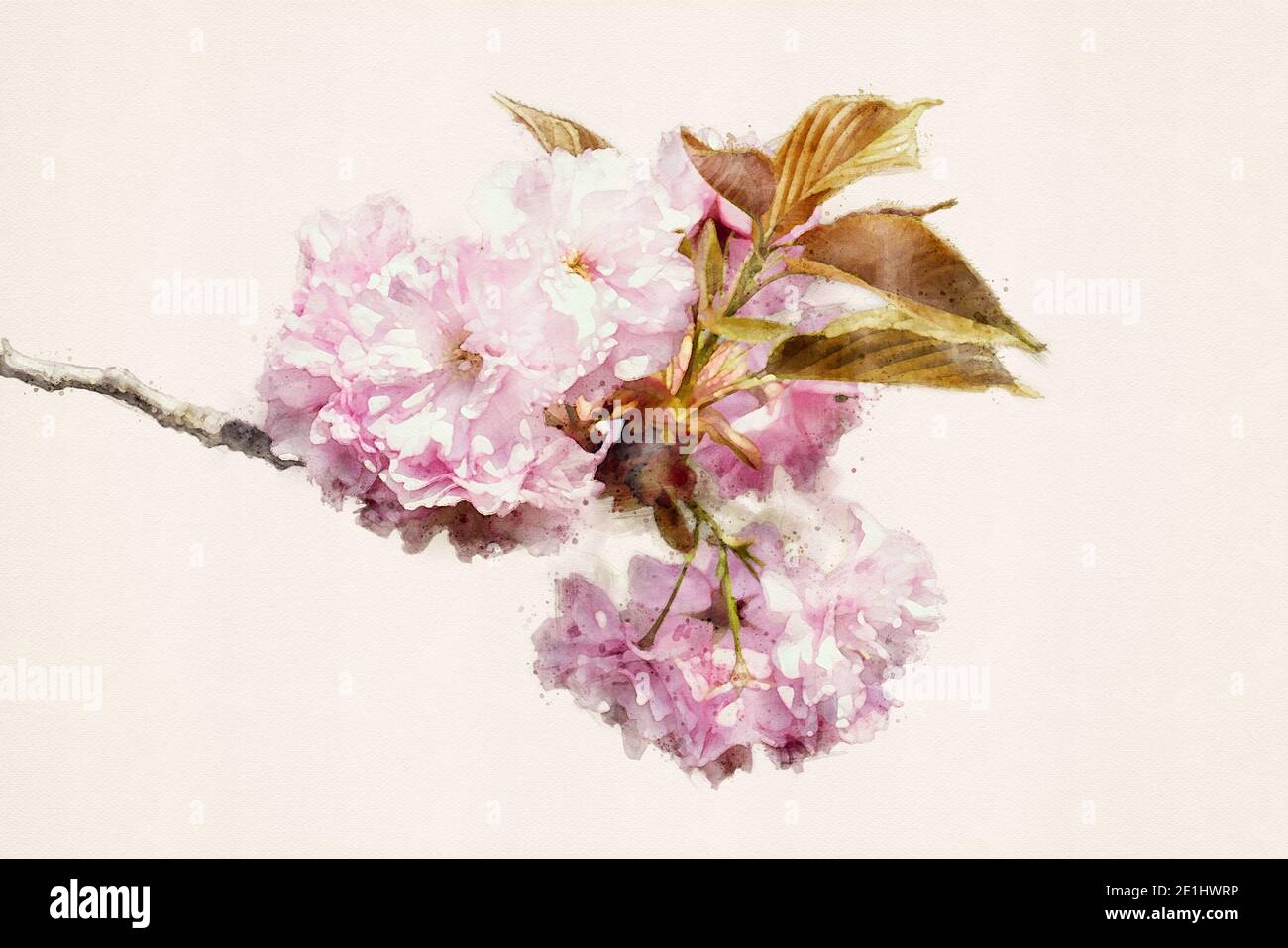 Japanese cherry, Prunus serrulata. Sakura cherry in full bloom, Prunus Kanzan. Watercolor illustration. Stock Photo