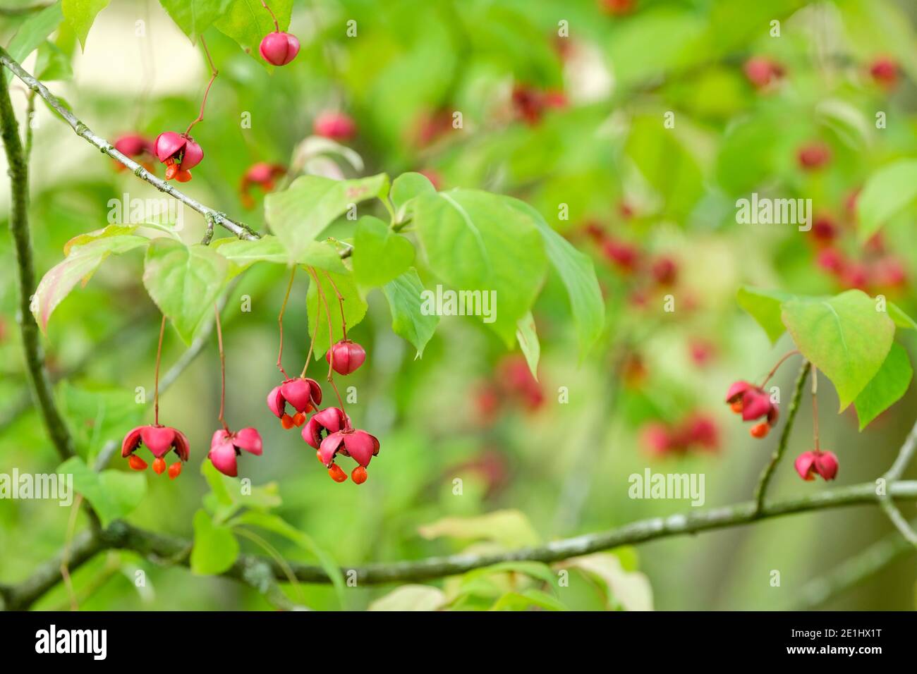 Colourful fruits of Euonymus planipes 'Sancho' flat-stalked spindle 'Sancho' Stock Photo