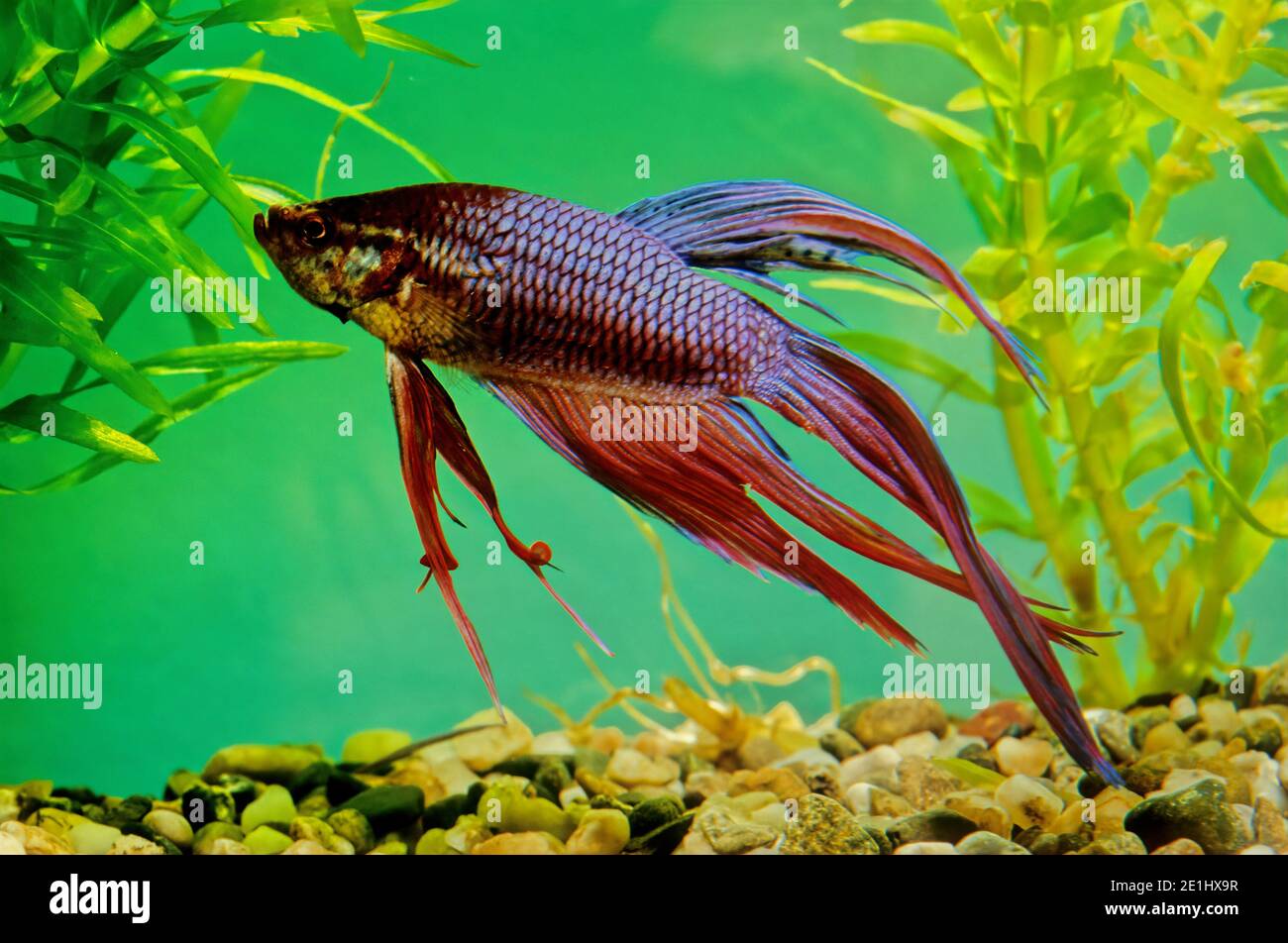 The Siamese fighting fish (Betta splendens), also known as the betta ...