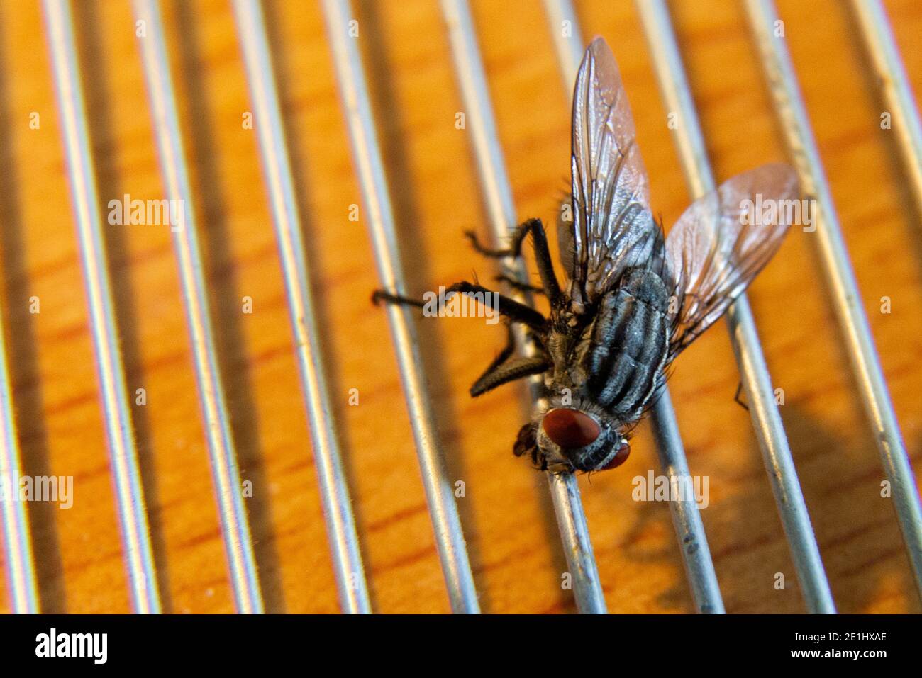Close-up of a housefly Stock Photo
