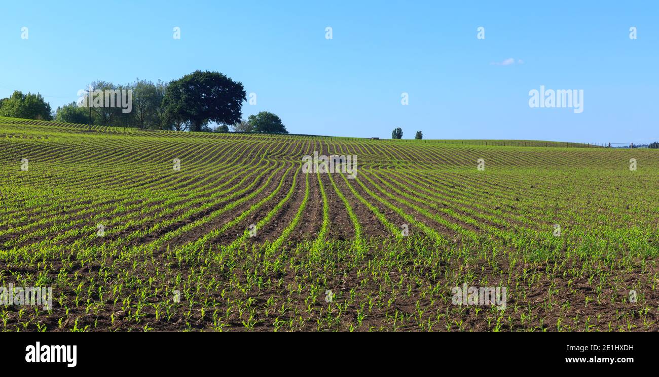 Young corn plants growing in rows on a farm. Panoramic view Stock Photo