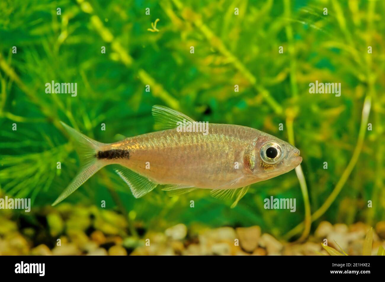 Primarily known as long-fin tetra, Brycinus longipinnis is also described as African long-finned tetra among other terms Stock Photo