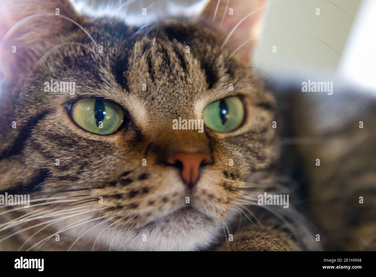 Close-up of a tabby cat Stock Photo