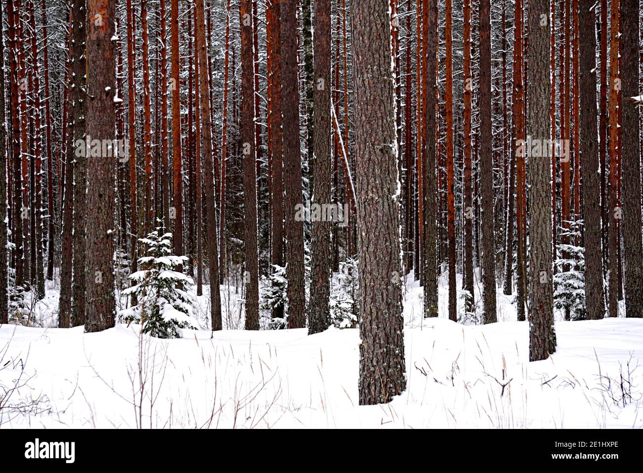 Pine forest tree trunks and Spruce tree covered with snow in winter day ...