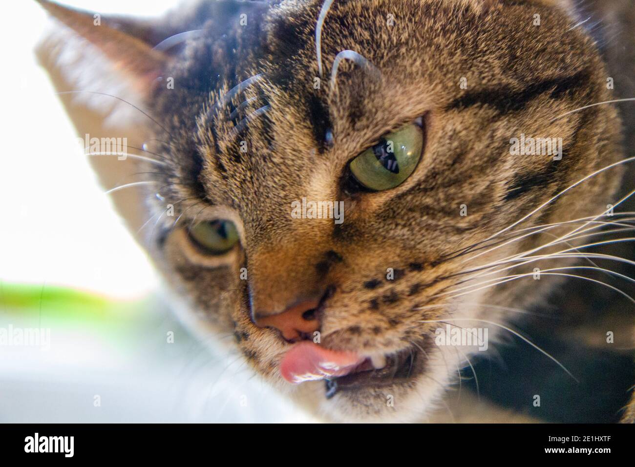 Cat licks his nose Stock Photo Alamy
