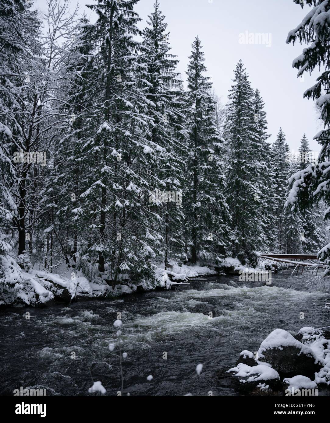 River flowing through a dense pine forest covered in snow. Stock Photo