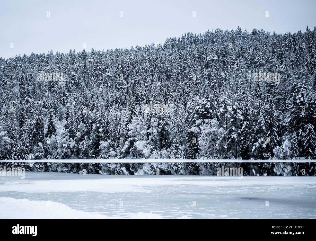 Partly frozen lake and snow covered pine trees in a wilderness winter landscape. Stock Photo