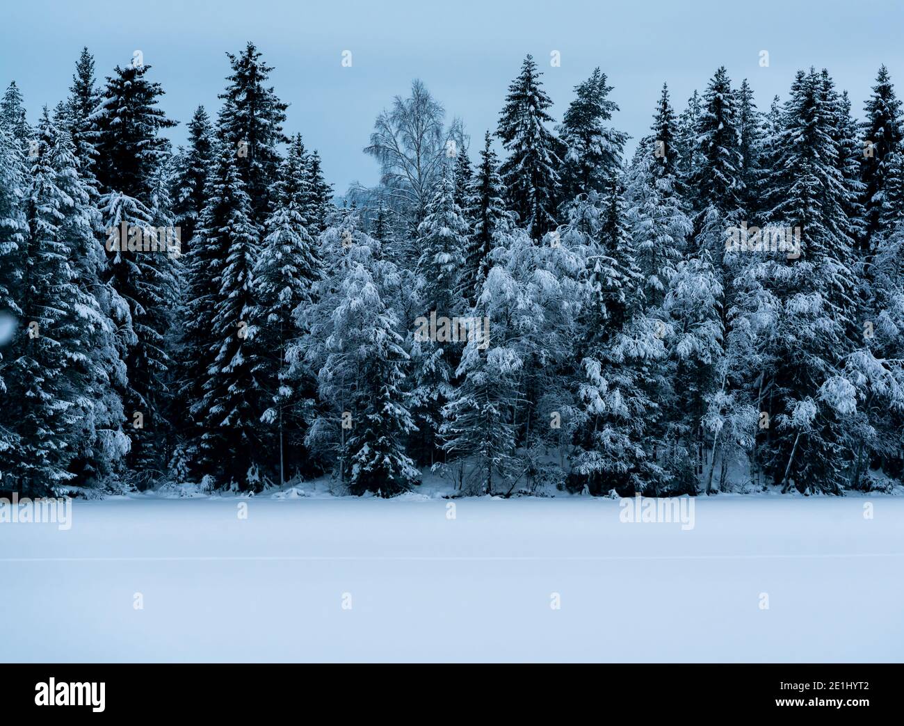 Frozen lake and wild pine forest covered in deep snow Stock Photo - Alamy