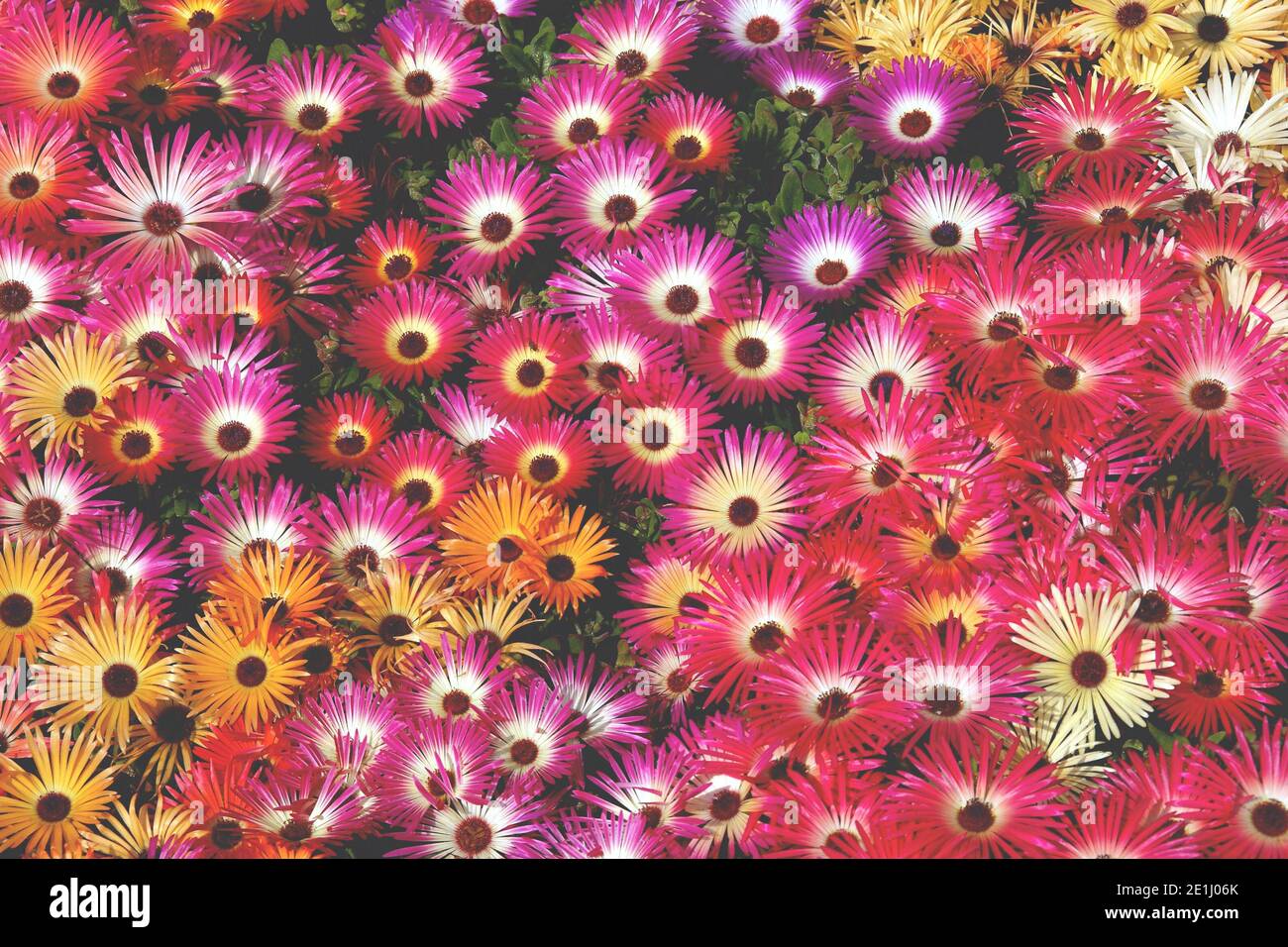 Colorful Pattern Daisy Background Colorful daisy pattern hi-res stock photography and images - Alamy