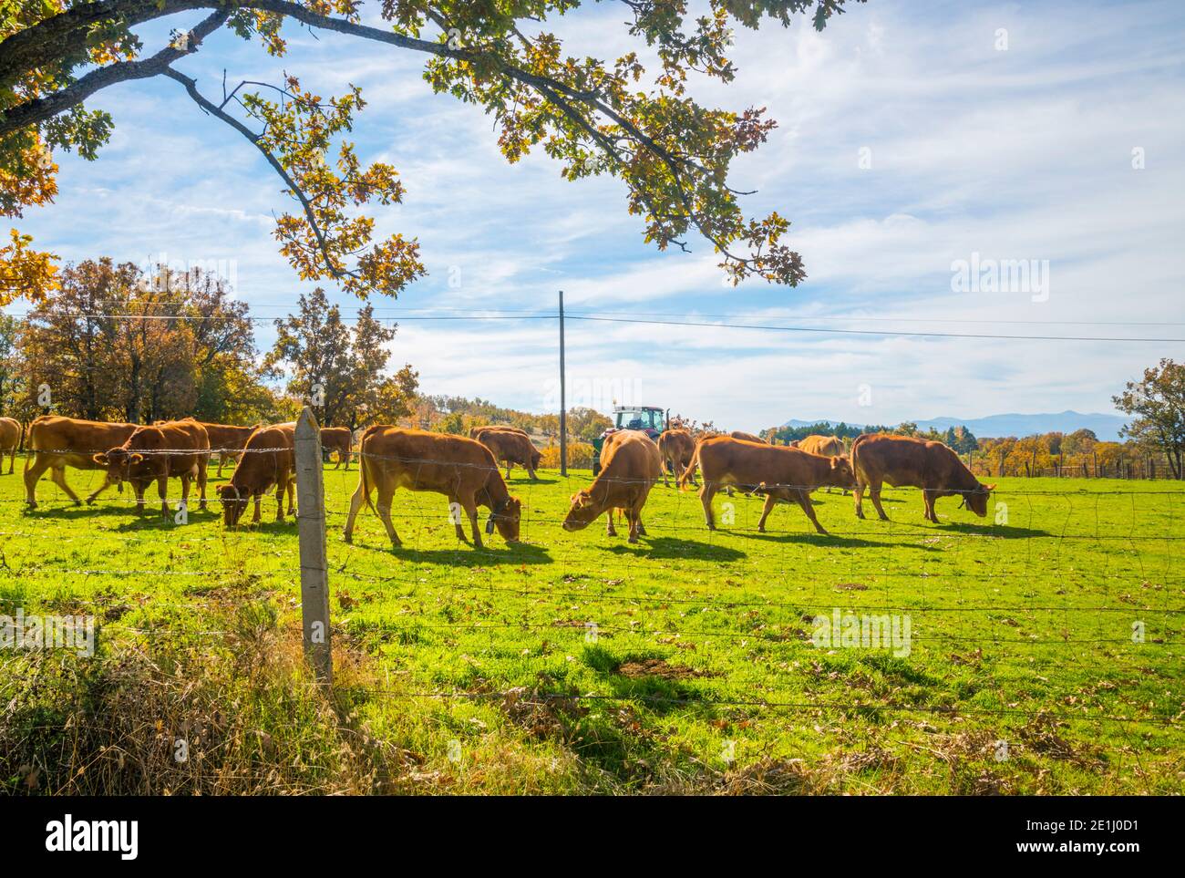 Cows grazing in a meadow. Montejo de la Sierra, Madrid province, Spain. Stock Photo