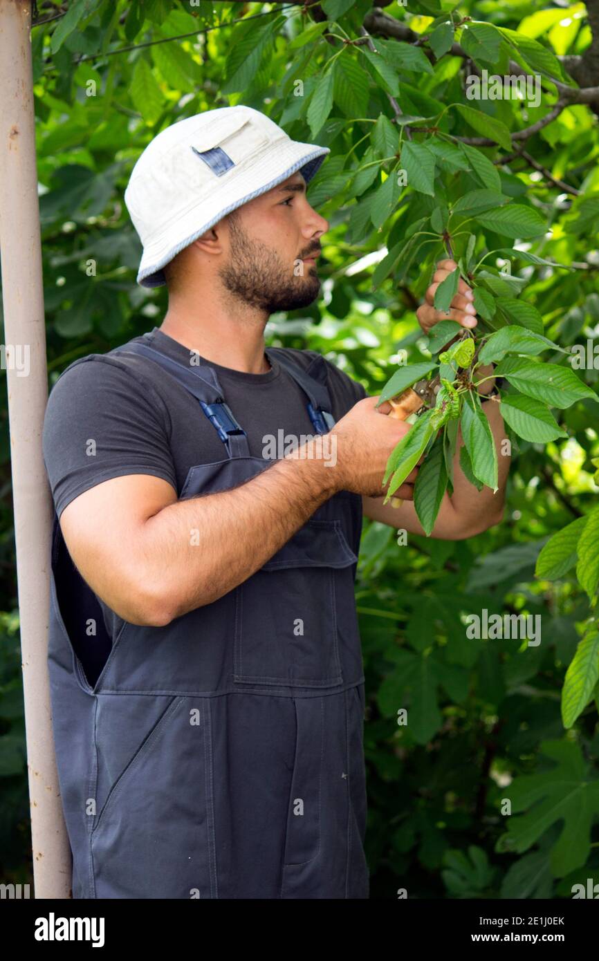 Cutting garden trees hi-res stock photography and images - Alamy