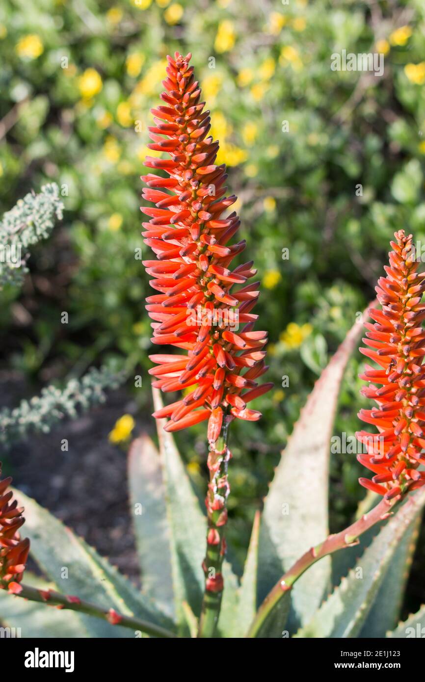 Aloe ferox succulent plant flowering with large bright orange flowers and has green thorny leaves Stock Photo