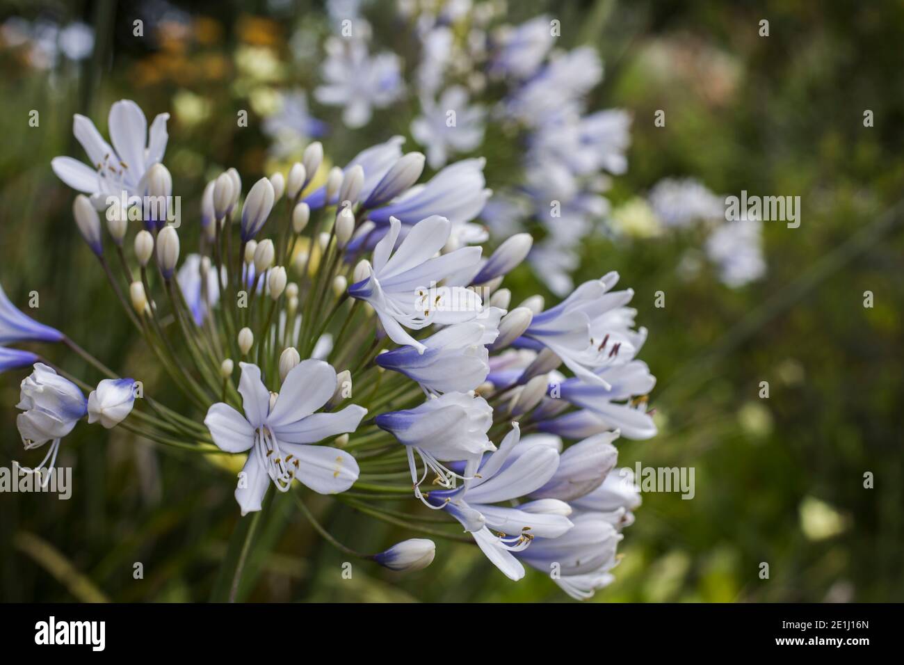 Closeup of the Agapanthus praecox flower head (Blue lily) white flowers with purple base Stock Photo