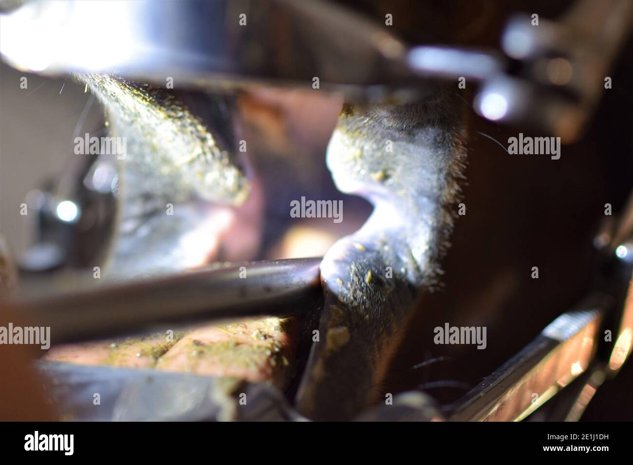 Close up of a horse dental treatment with grinder and mouth gate Stock