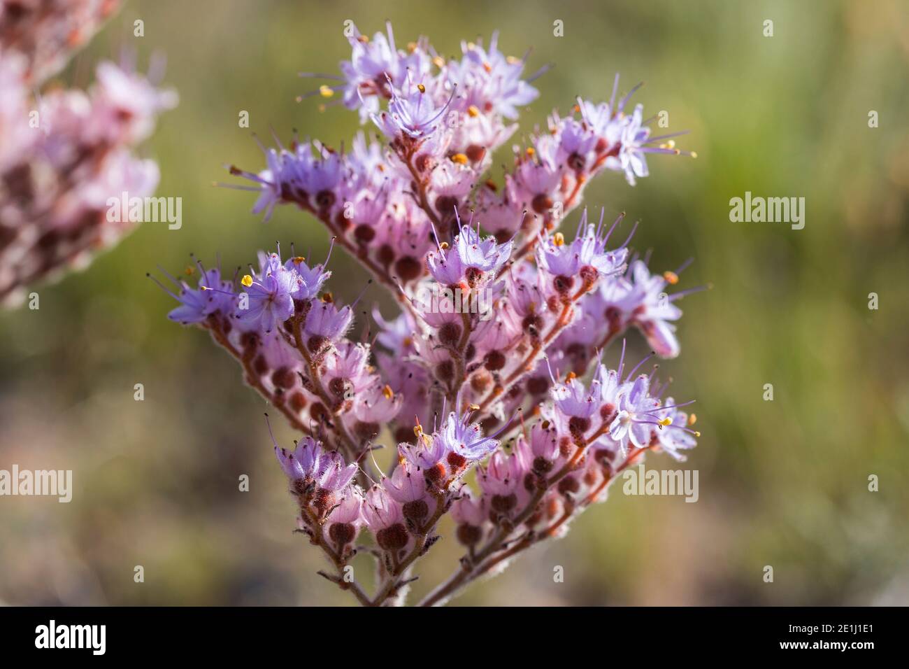 Dilatris corymbosa plant (rooiwartel or red-root) clusters of many small pink flowers Stock Photo