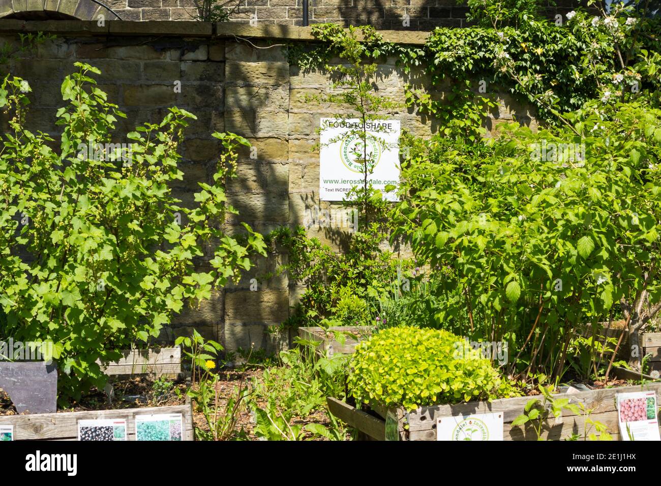 Incredible Edible, volunteer maintained, 'Food to Share' garden in the ground of the Whitaker museum, Rawtenstall. Stock Photo