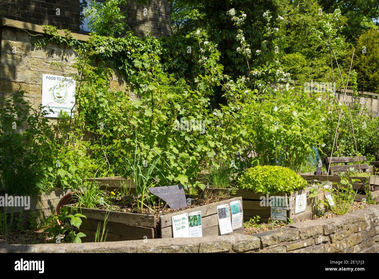 Incredible Edible, volunteer maintained, 'Food to Share' garden in the ground of the Whitaker museum, Rawtenstall. Stock Photo