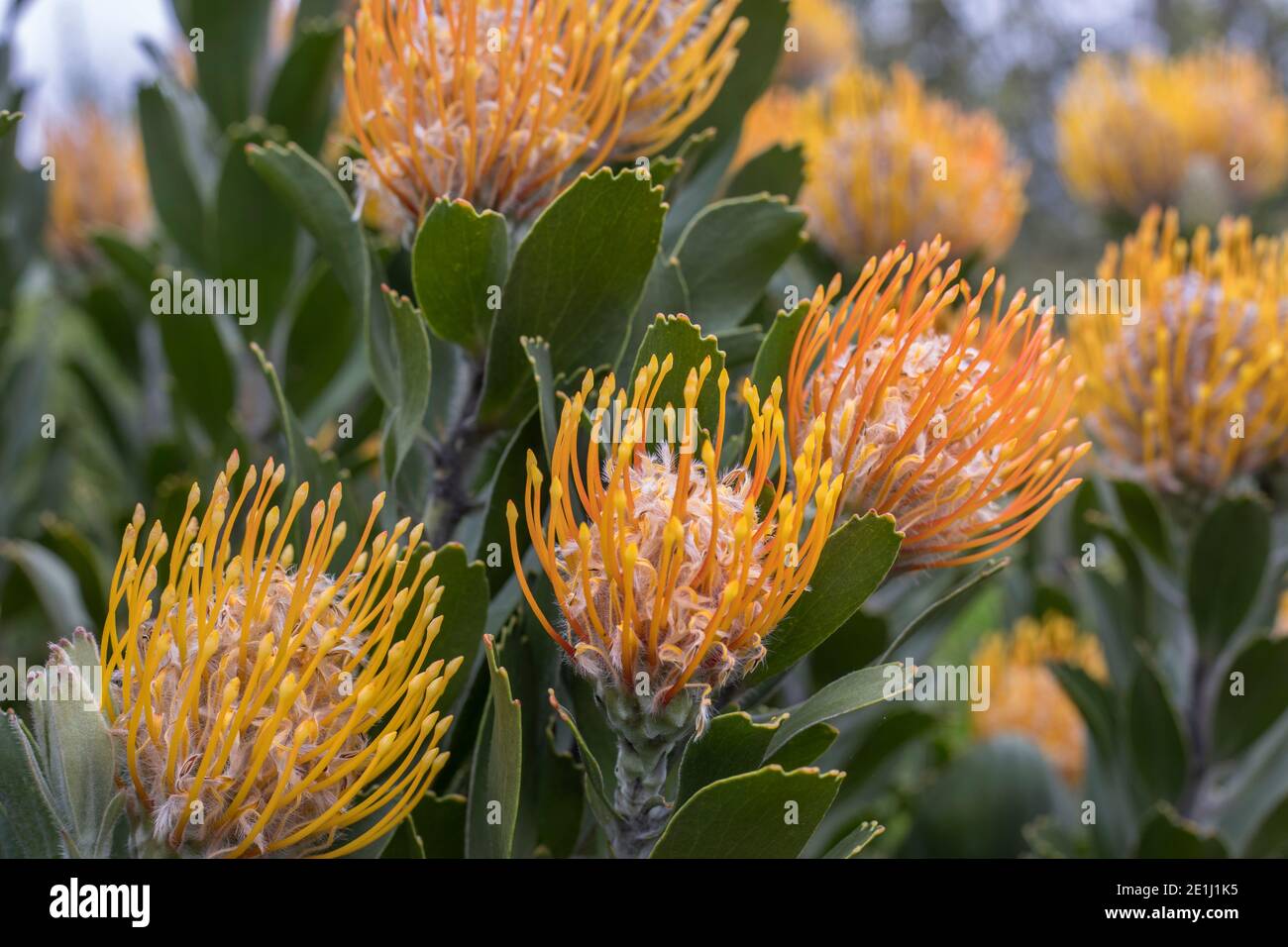 Protea Orange Pin Cushion Flower (Leucospermum) closeup of flowers and leaves fynbos plant Stock Photo