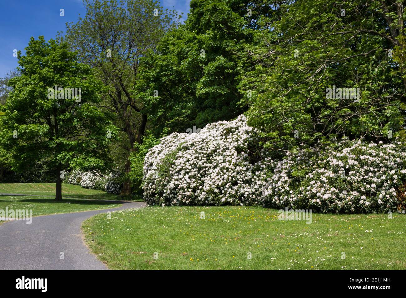 Rhododendron bushes with white flowers fringe a small wooded area in Whitaker Park, off Haslingden Road, Rawtenstall, Lancashire on a sunny spring day Stock Photo