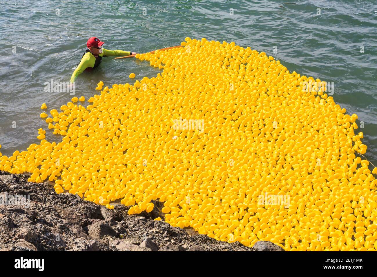 A man rounding up hundreds of toy ducks floating in the harbor after a rubber duck race for charity. Tauranga, New Zealand Stock Photo