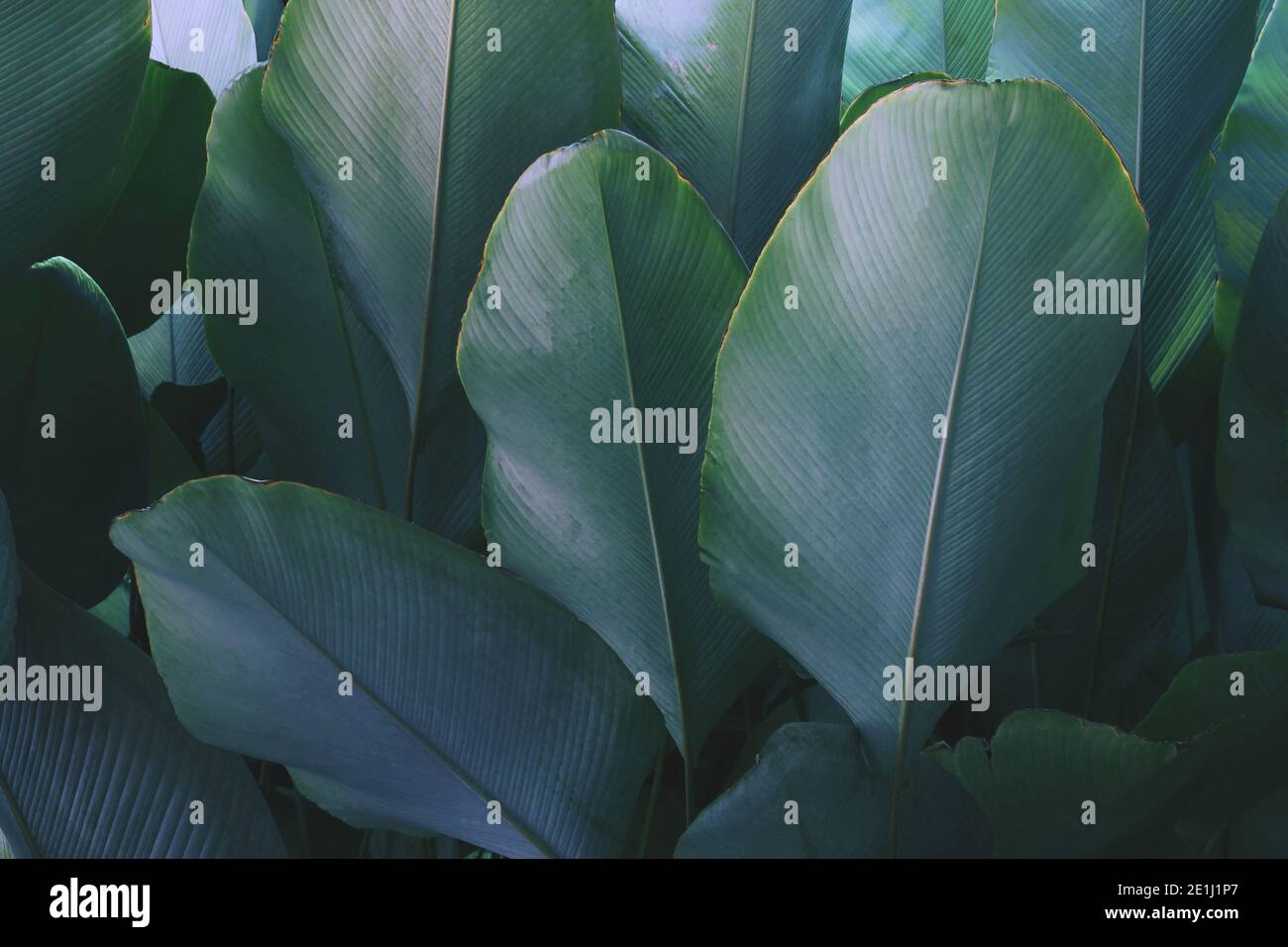 Tropical Leaves of Calathea lutea (Aubl.) G. Mey., Cigar Calathea Plant in Blue Tone Color Natural Pattern Background Stock Photo