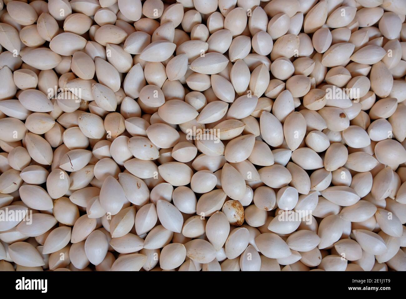 Ginkgo biloba, with the outer fleshy coating removed. Native to China