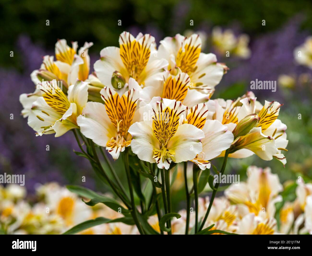 Lovely white and yellow Alstroemeria Peruvian lily or lily of the Incas flowering in a garden Stock Photo