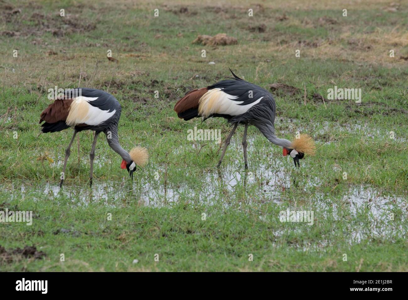 Crowned or crested crane Balearica regulorum Kenya Stock Photo