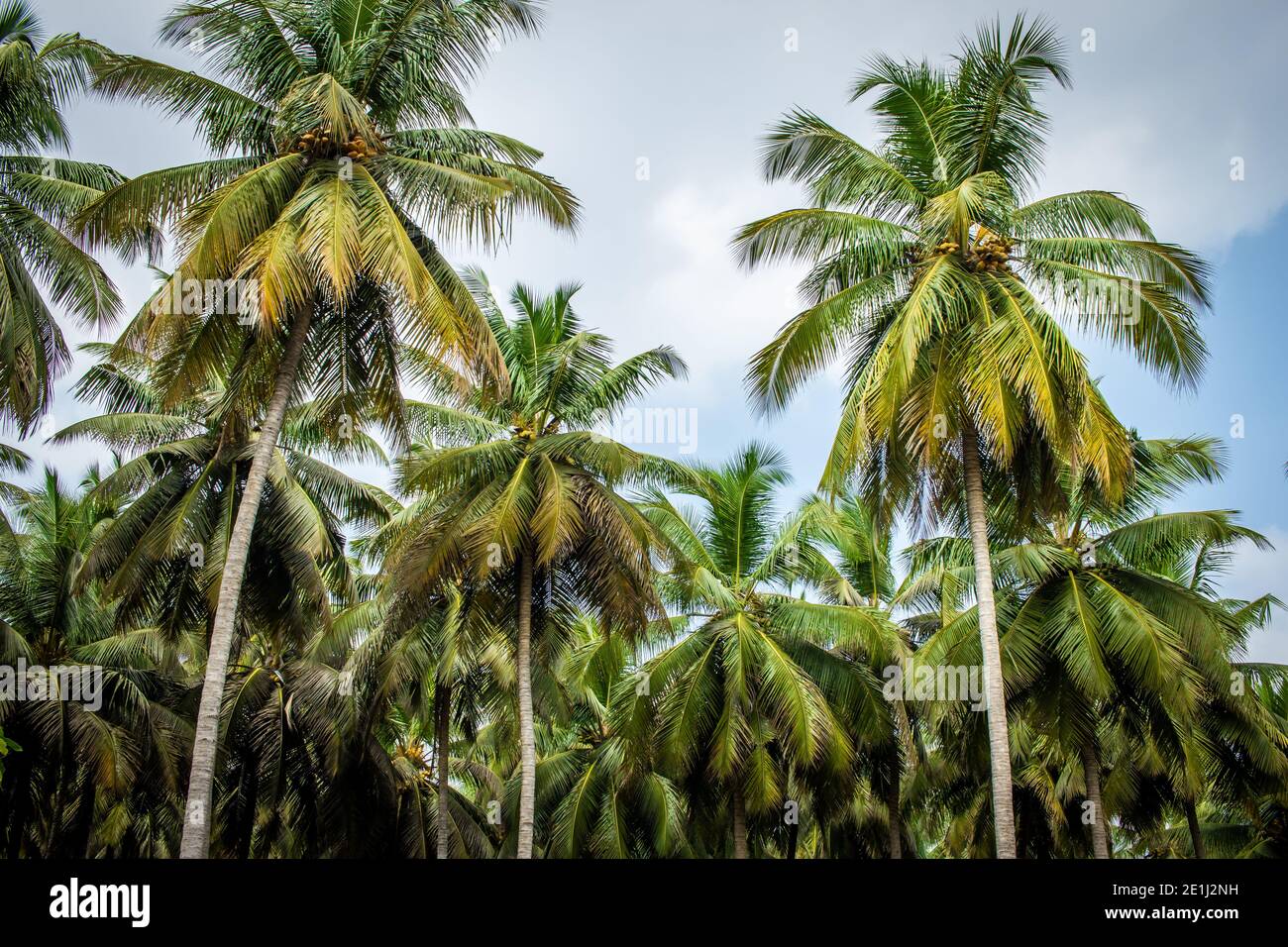 Coconut tree plantation hires stock photography and images Alamy