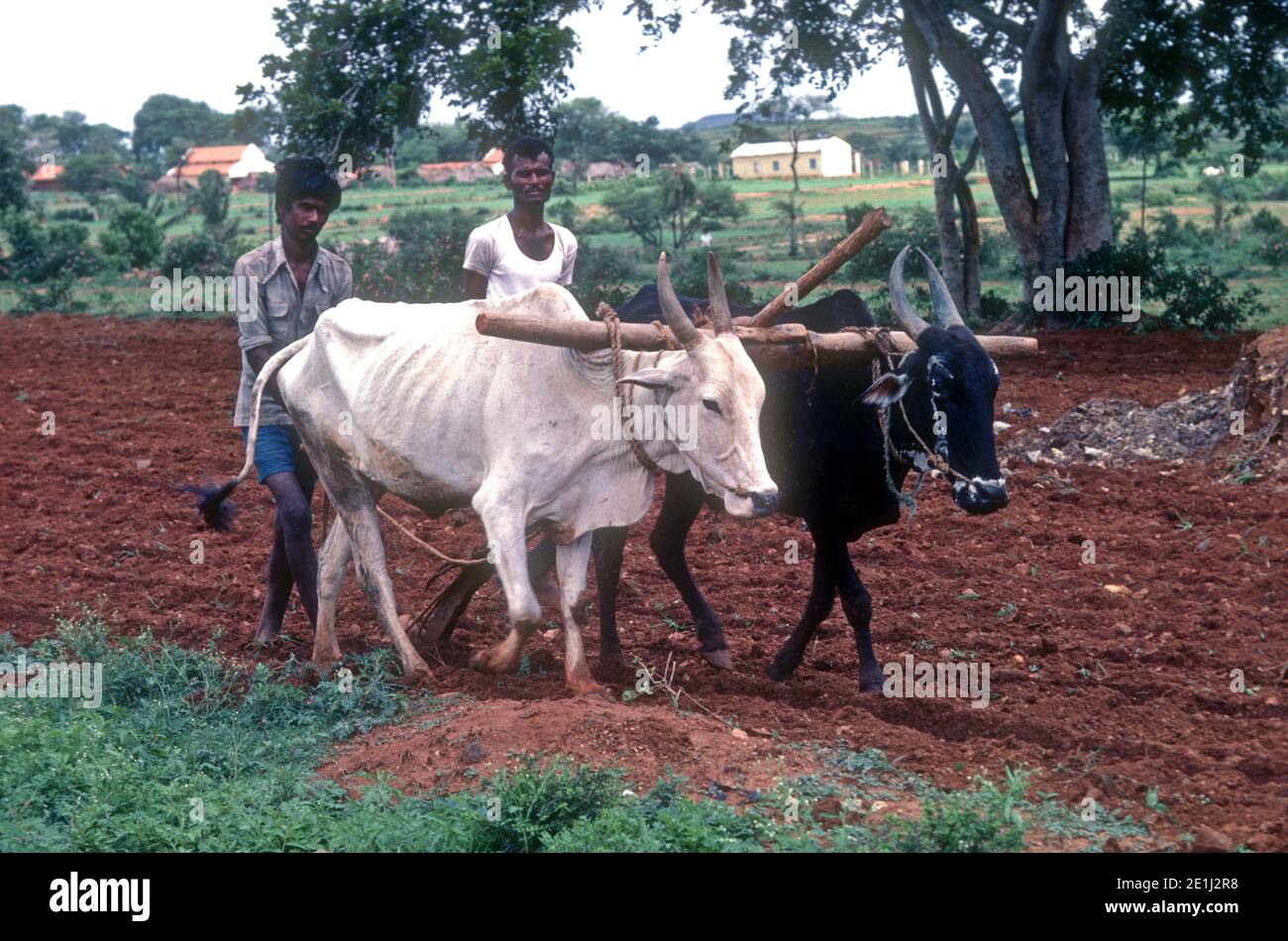 Two Indian farmers ploughing field with two yoked oxen India Stock ...