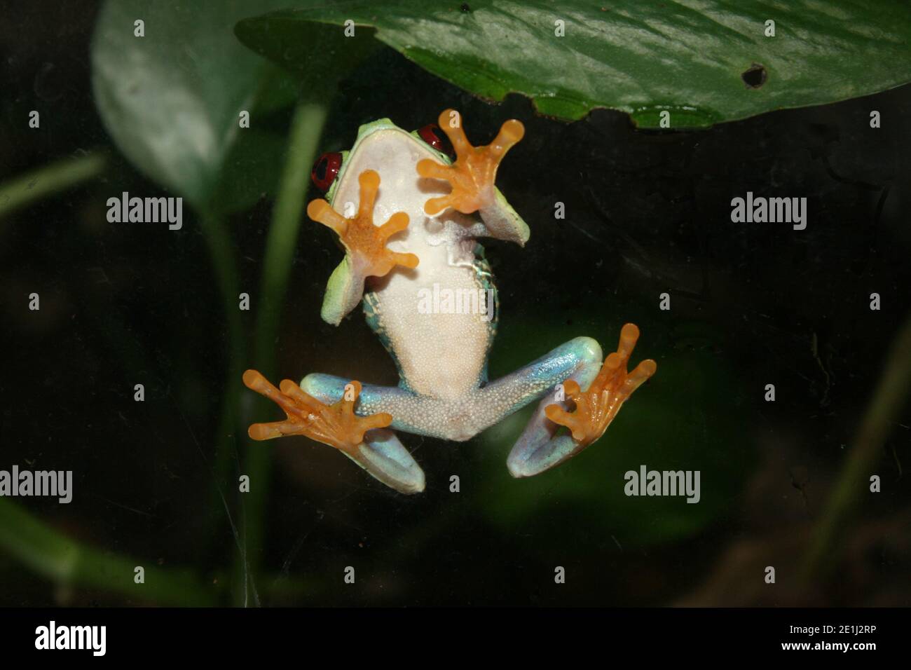 Redeyed tree frog Agalychnis callidryas showing suction pads on feet which facilitate its