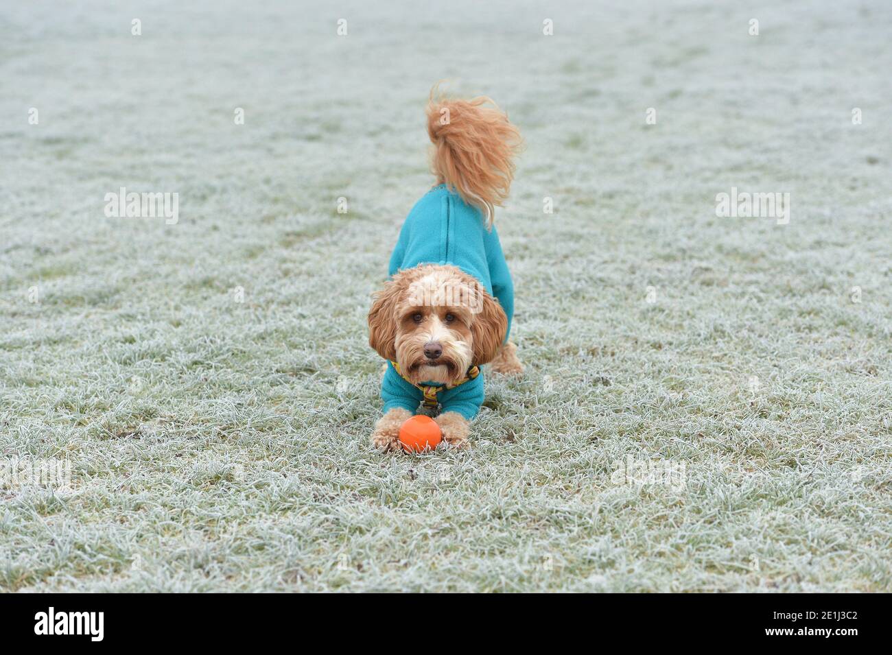 Leicester, Leicestershire, UK 7th Jan 2021. UK Weather. Frost. Cooper ...