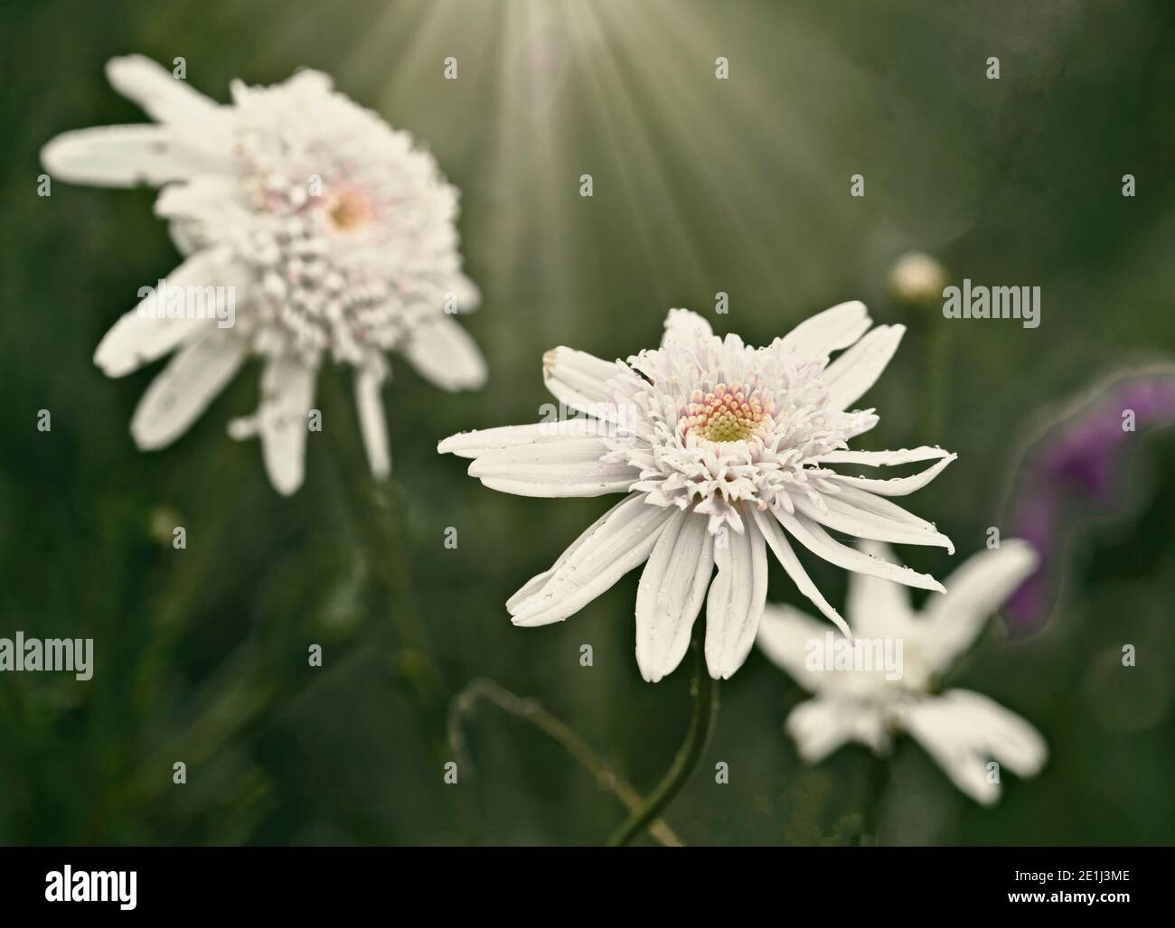 White Daisies / Bellis Perennnis Creative take on end of season white daisy flowers in the borders of Coleton Fishacre, Devon Stock Photo
