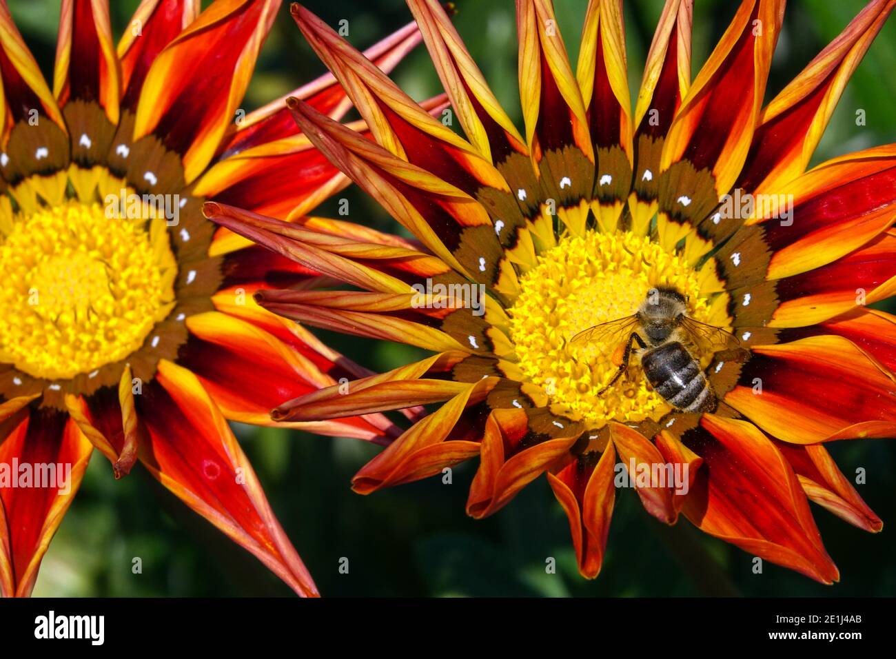 Red Gazania Flowers Red Yellow Flower Herbaceous Plant Red gazania and honey bee in flower Blooming Blooms Flowering Honey bee Bloom Bee Gazanias Stock Photo