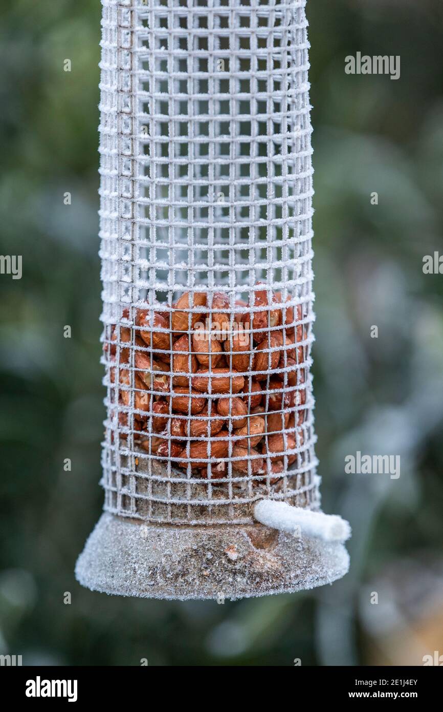 Important to keep bird feeders well stocked in winter as small garden