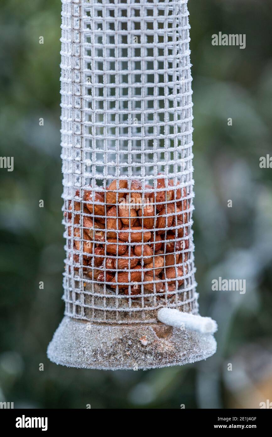 Important to keep bird feeders well stocked in winter as small garden
