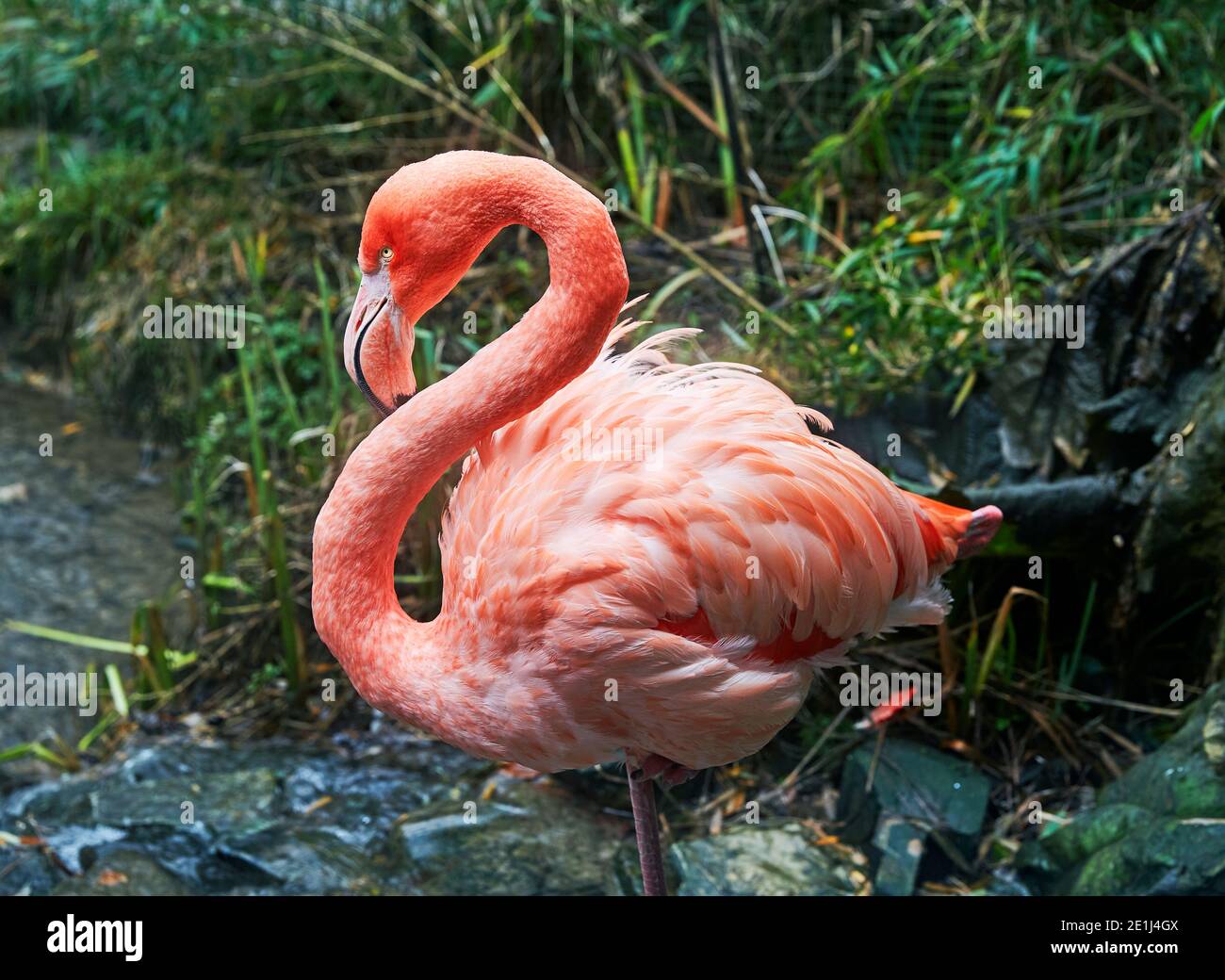 P ruber hi-res stock photography and images - Alamy