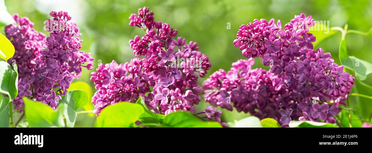 Branch of purple lilac flowers in a garden. Spring background Stock ...