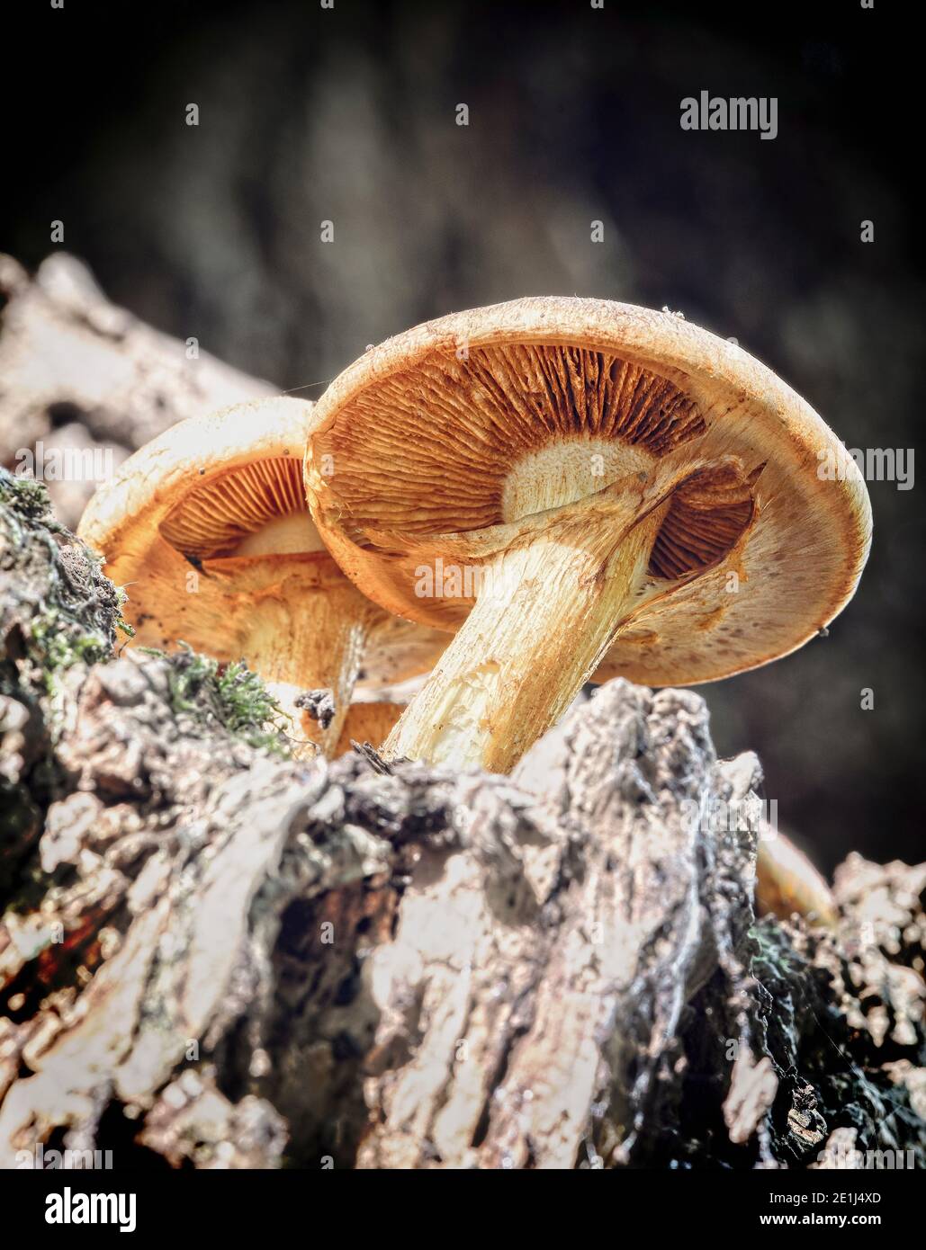 Fungi growing on trees in the ancient Wytham woodland, Oxford Stock Photo