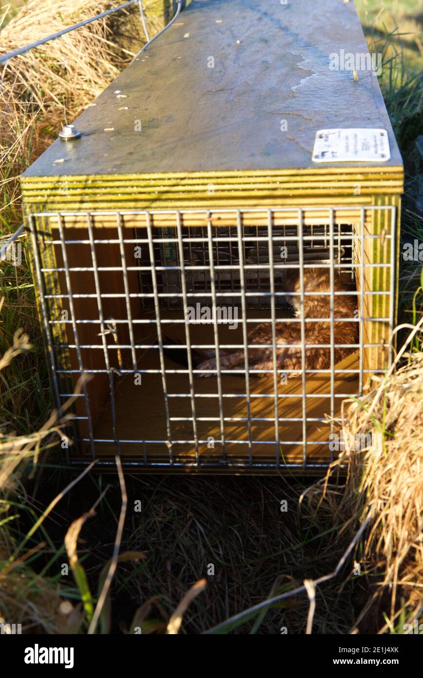 Stoat trapping on Orkney Islands Stock Photo