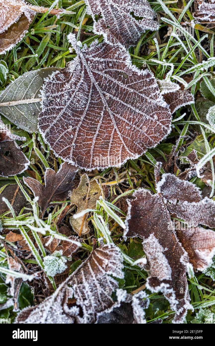 Hazel leaf. Rose Cottage Garden. Stock Photo