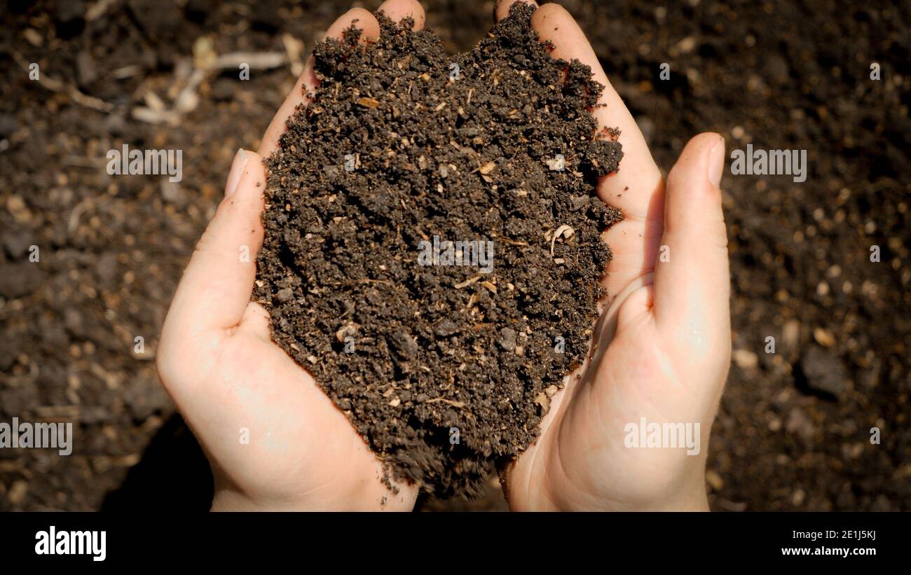 Gardener pouring black soil humus hi-res stock photography and images ...