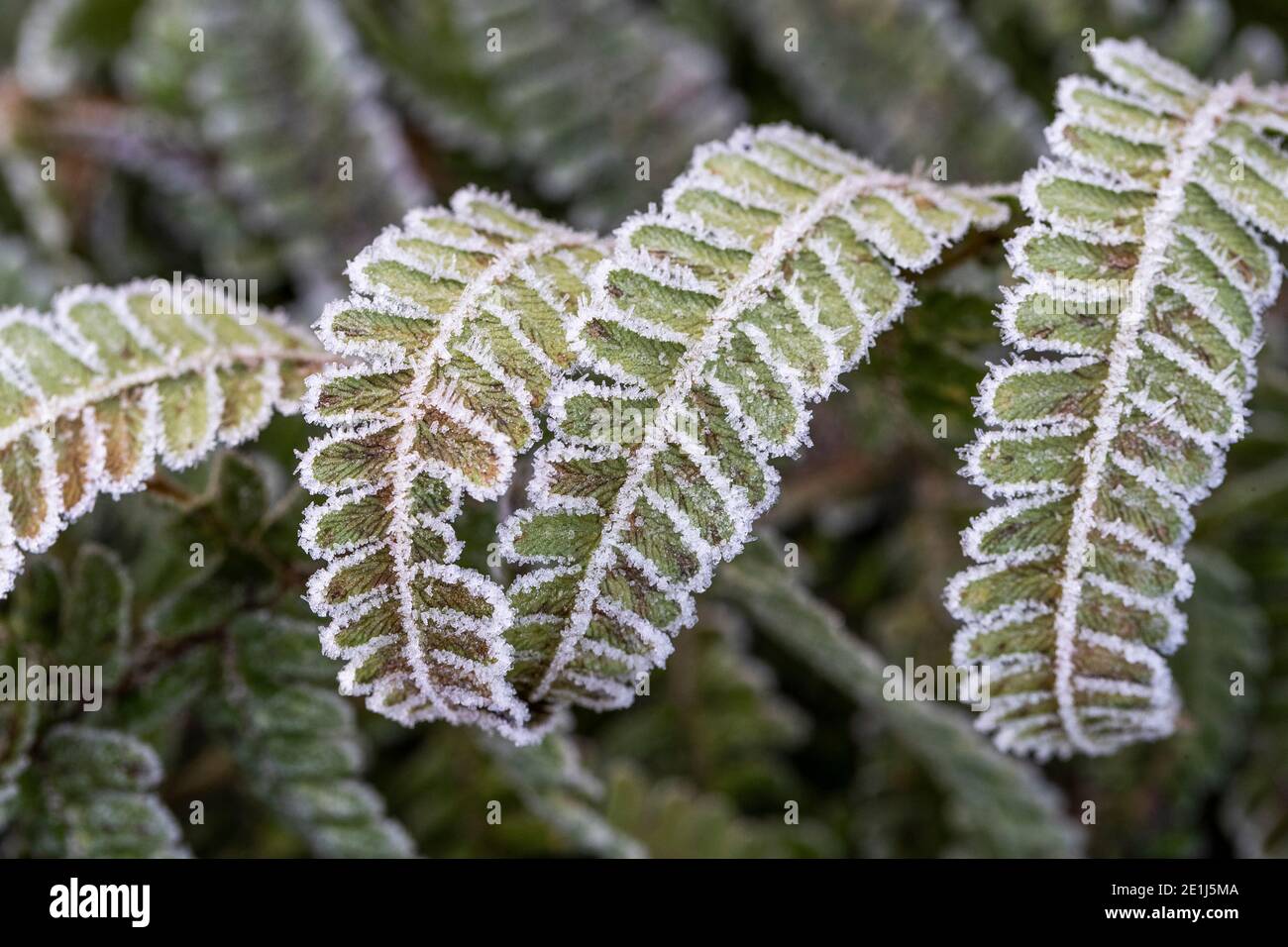 Fern leaves caught by the frost and lit by the sun rise. Wildlife friendly gardening. Rose Cottage Garden. Stock Photo