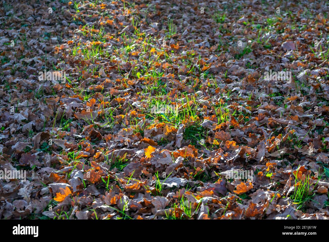 full frame natural background showing partly sunny illuminated autumn leaves and green grass Stock Photo