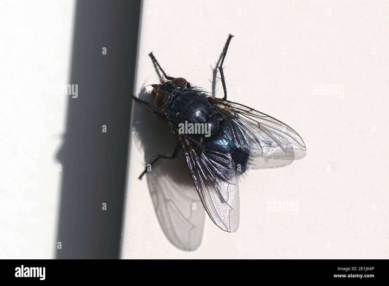 Calliphora vicina a fly in the family blow flies (Calliphoridae). Female on the white background of a frame in a Dutch garden. Holland, Autumn October Stock Photo