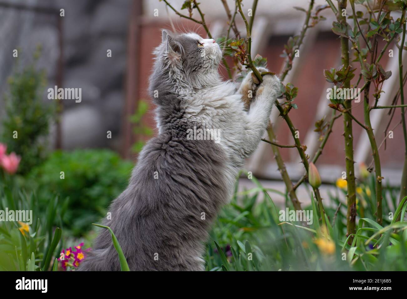 Cat plays with the prickly branches of a rose in the garden. Plants are dangerous and harmful to